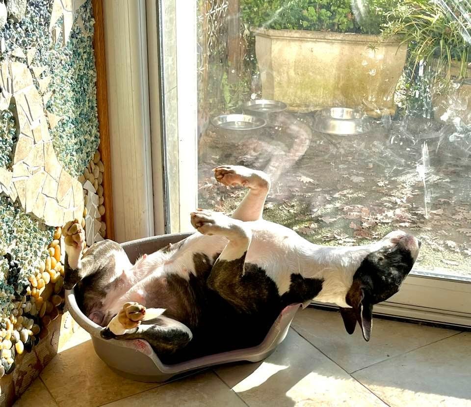 Bull's Den Alita Battle Angel