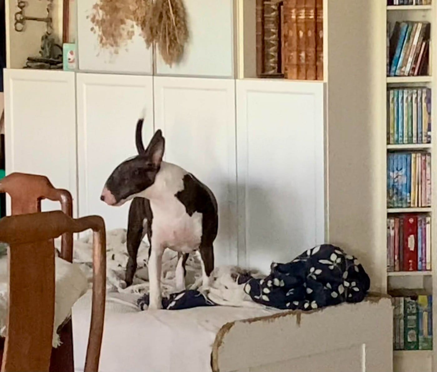 Bull's Den Alita Battle Angel