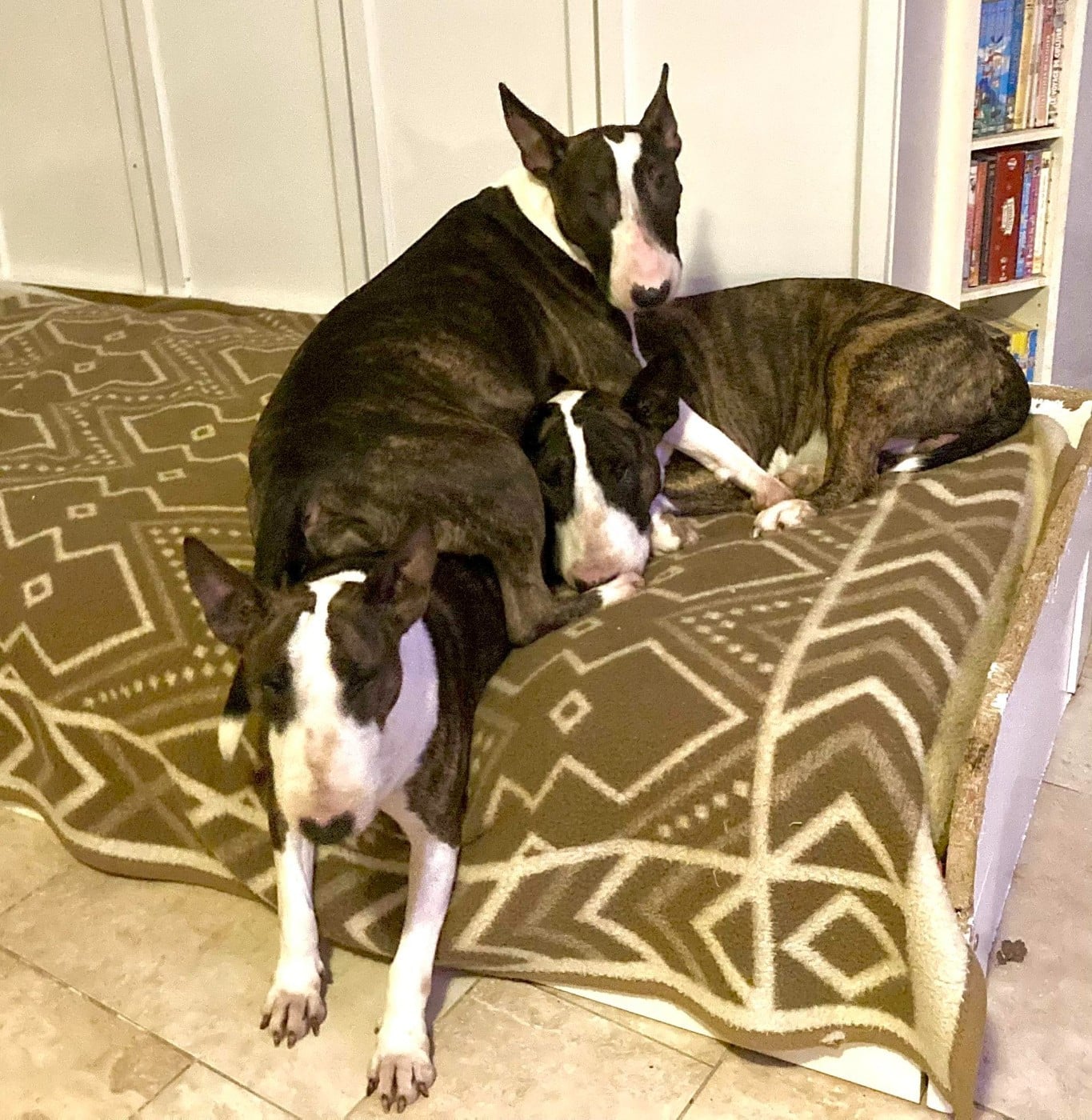 Bull's Den Alita Battle Angel