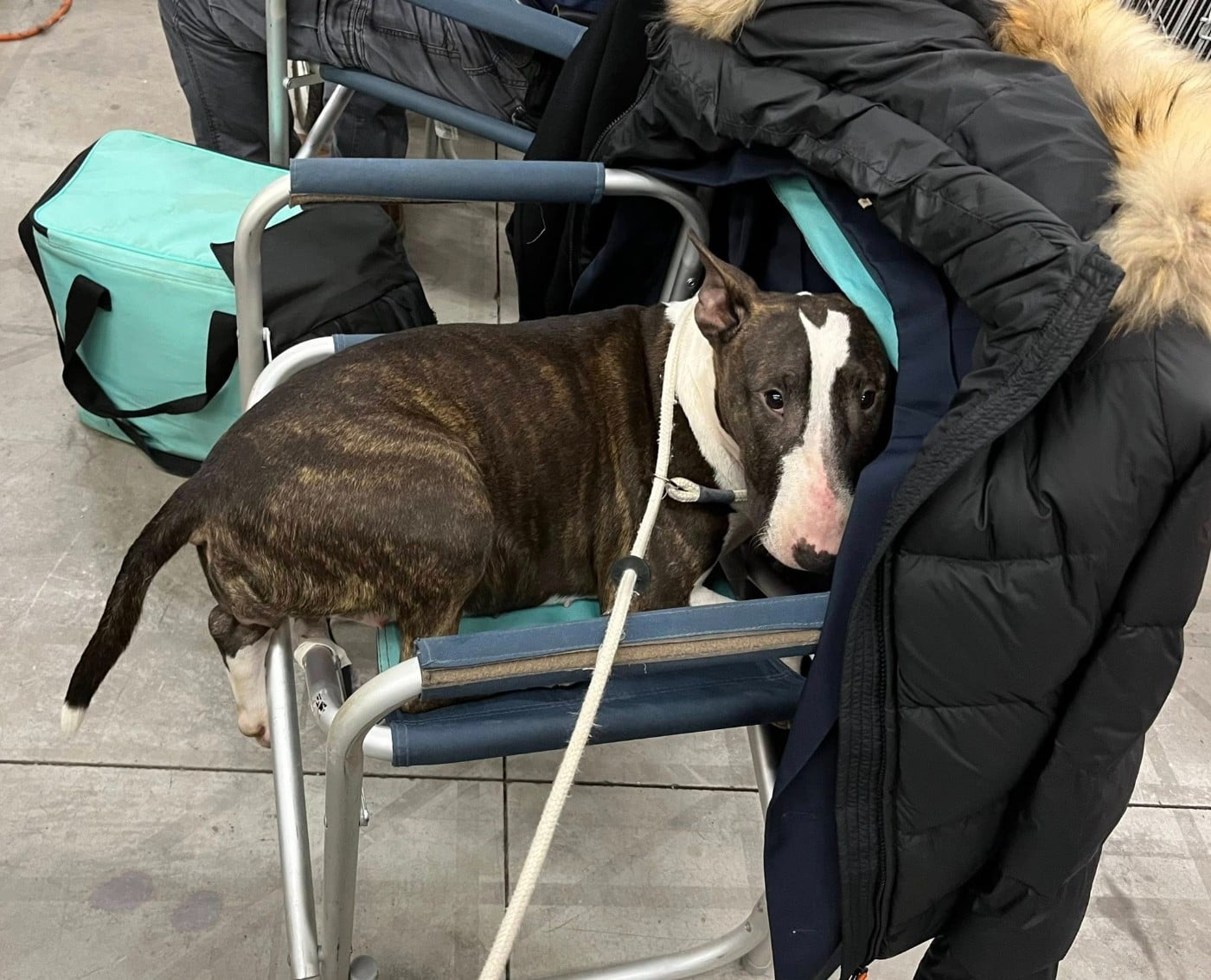 Bull's Den Alita Battle Angel