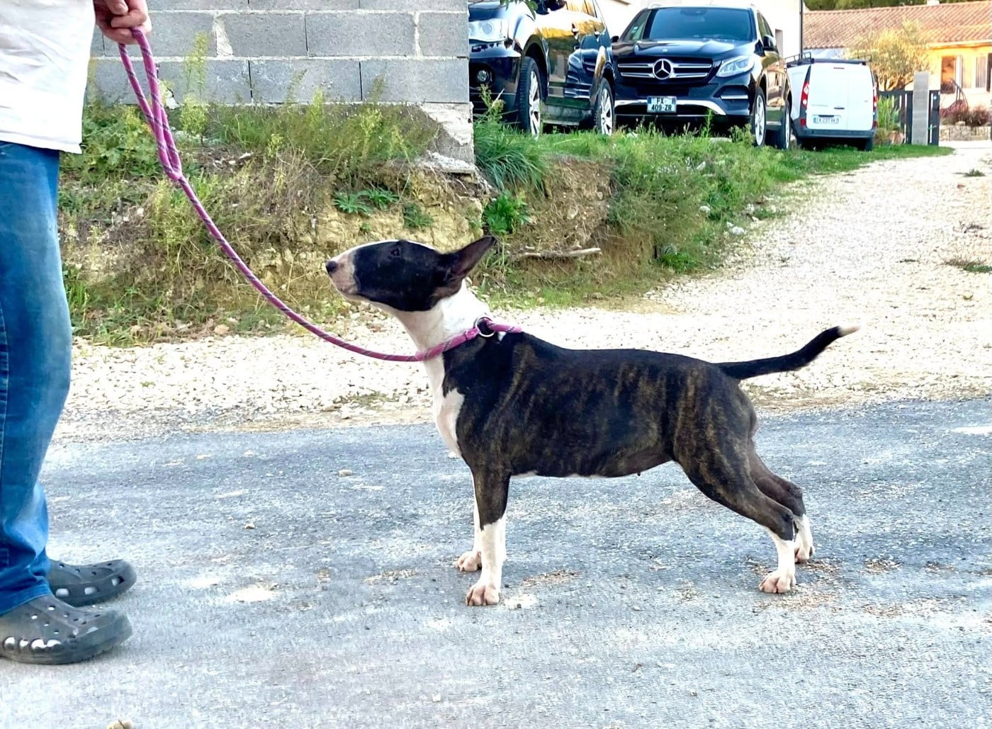 Bull's Den Alita Battle Angel