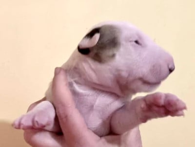 Les chiots de Bull Terrier
