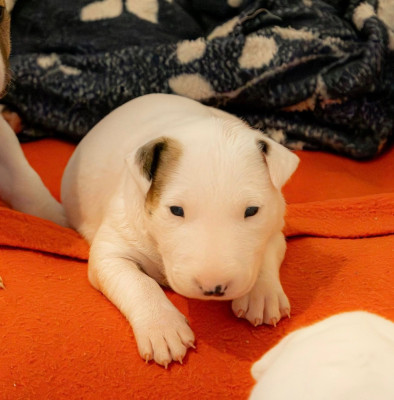 Les chiots de Bull Terrier