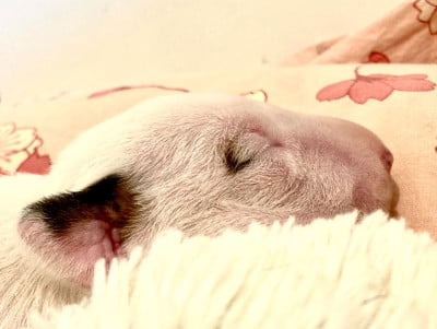 Les chiots de Bull Terrier