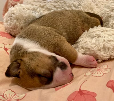 Les chiots de Bull Terrier
