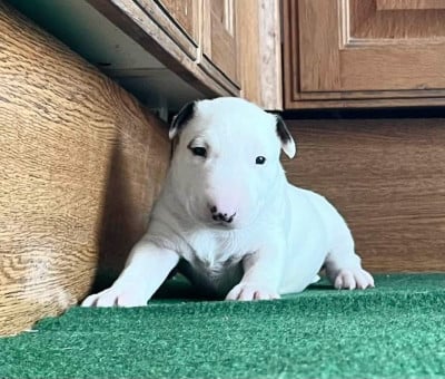 Les chiots de Bull Terrier