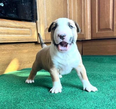 Les chiots de Bull Terrier