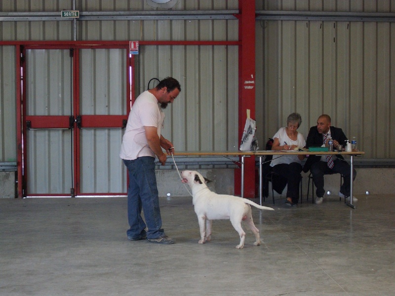 monte palancar Baby's on fire aka glloq - Meilleur puppy mâle - Très prometteur