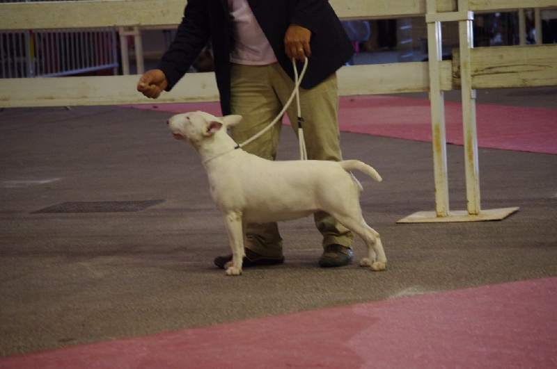 Hellzapoppin des pirates d'orthog - 1° Exc - Meilleur Jeune