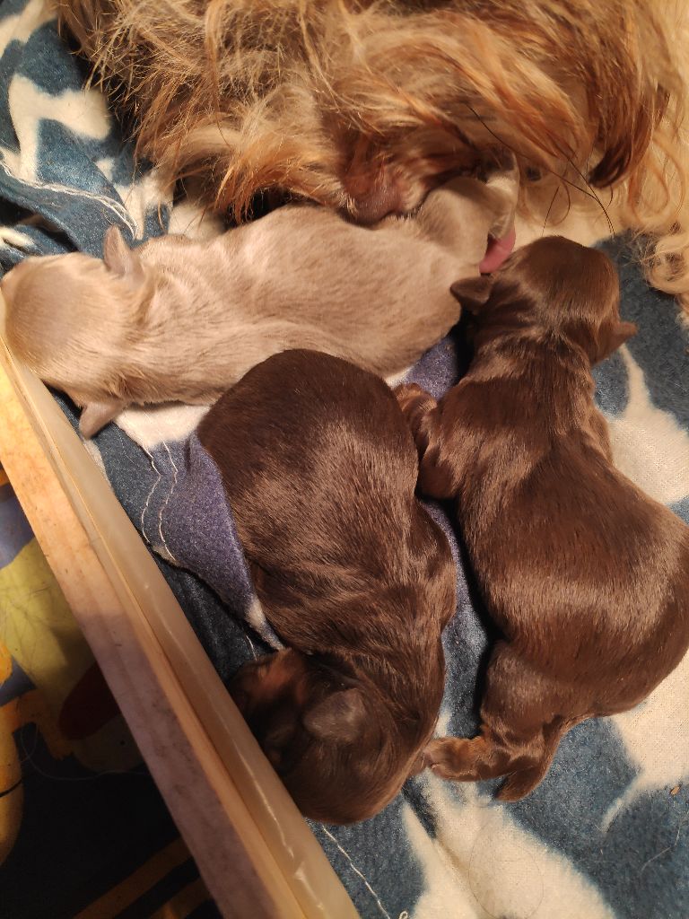 chiot Bichon Havanais Du Roc De Lona