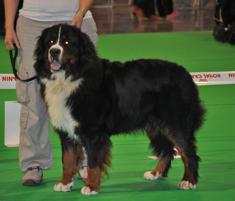 Panda Van't rijkenspark - 1er très bon classe intermédiaire 17 mois