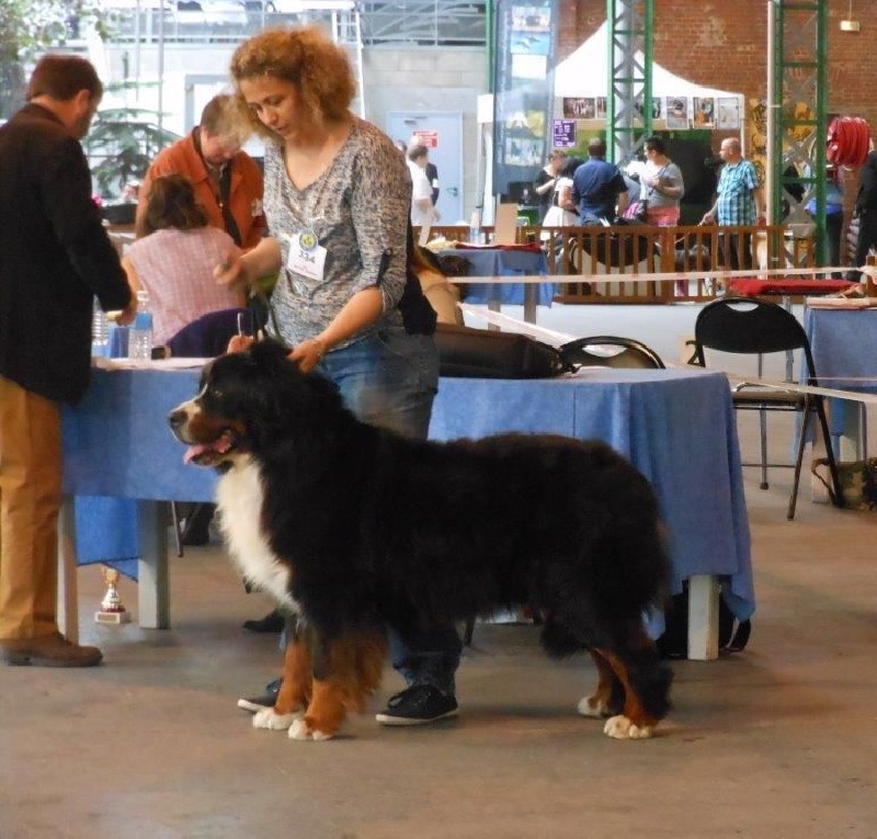 Panda Van't rijkenspark - 4è très bon/ classe ouverte