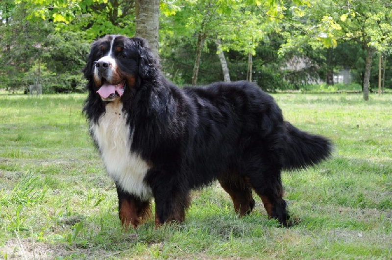 Panda Van't rijkenspark - très bon / classe ouverte / 3 ans