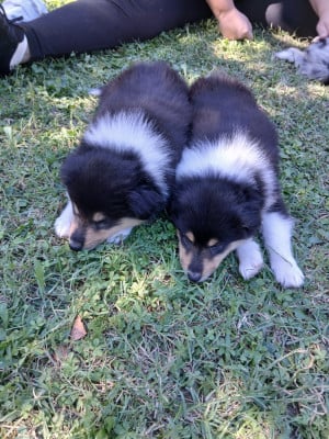 Les chiots de Colley à poil long