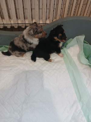 Les chiots de Shetland Sheepdog