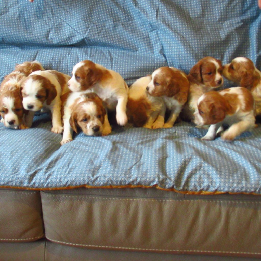 Chiots de la race Epagneul Breton disponibles sur chiots