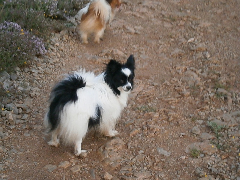 Publication : De Govalco