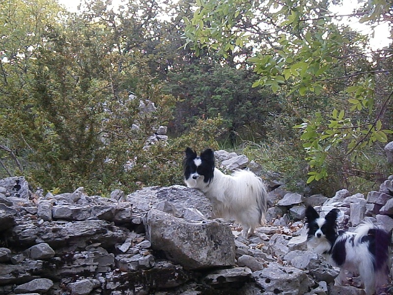 Publication : De Govalco