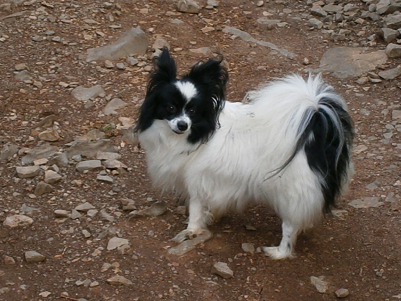 Publication : De Govalco