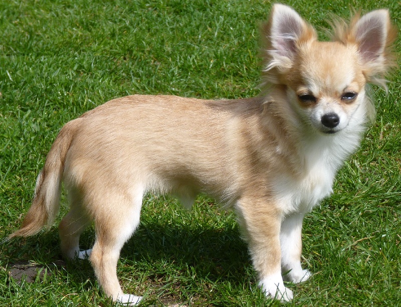 Havana Du Symbole De Nakoida - très prometteur