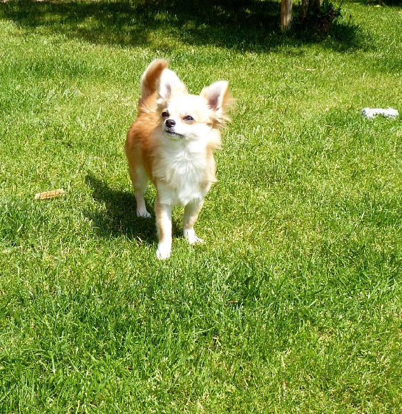 Havana Du Symbole De Nakoida - prometteur