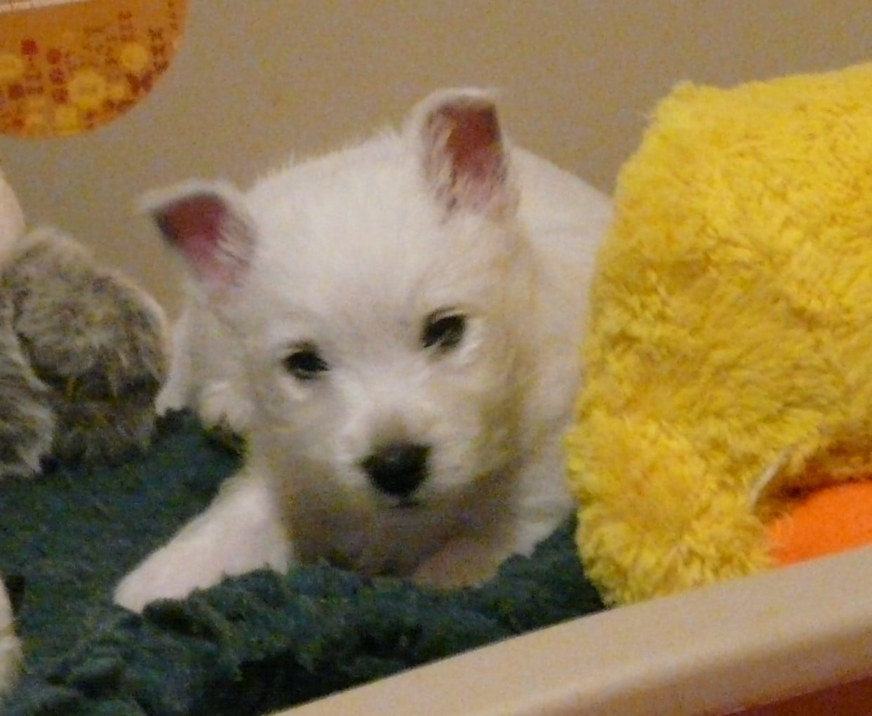 Ayane  de Plassan Ouest Highland