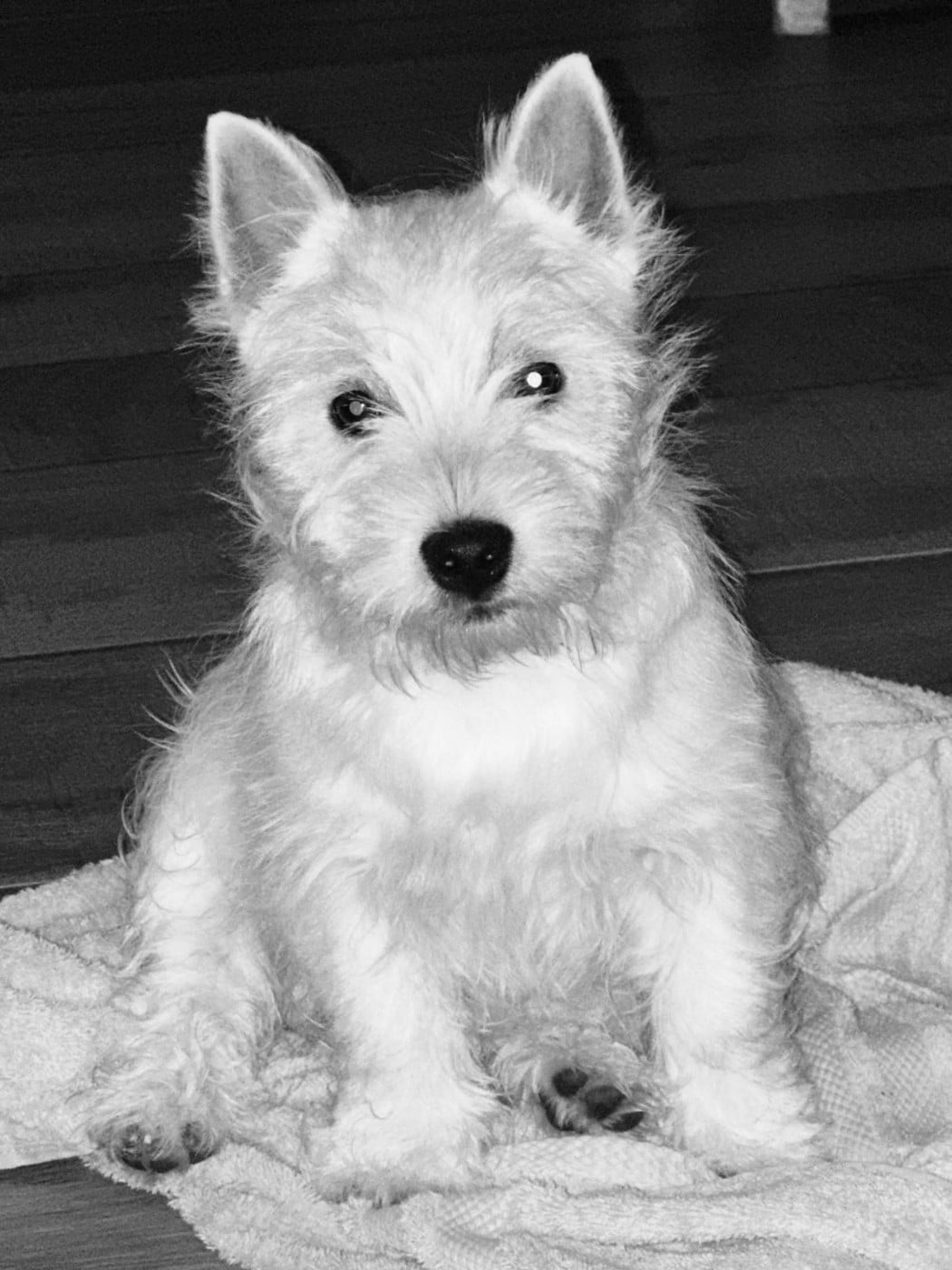 Ayane  de Plassan Ouest Highland