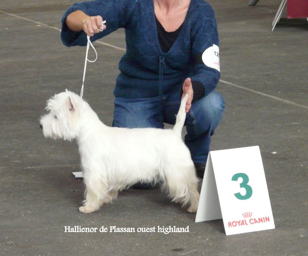 Hallienor de Plassan Ouest Highland - Classe intermédiaire : TRES BON