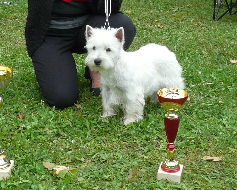 Hallienor de Plassan Ouest Highland - 1 ère TRÈS PROMETTEUR en Classe PUPPY et Meilleur femelle de race