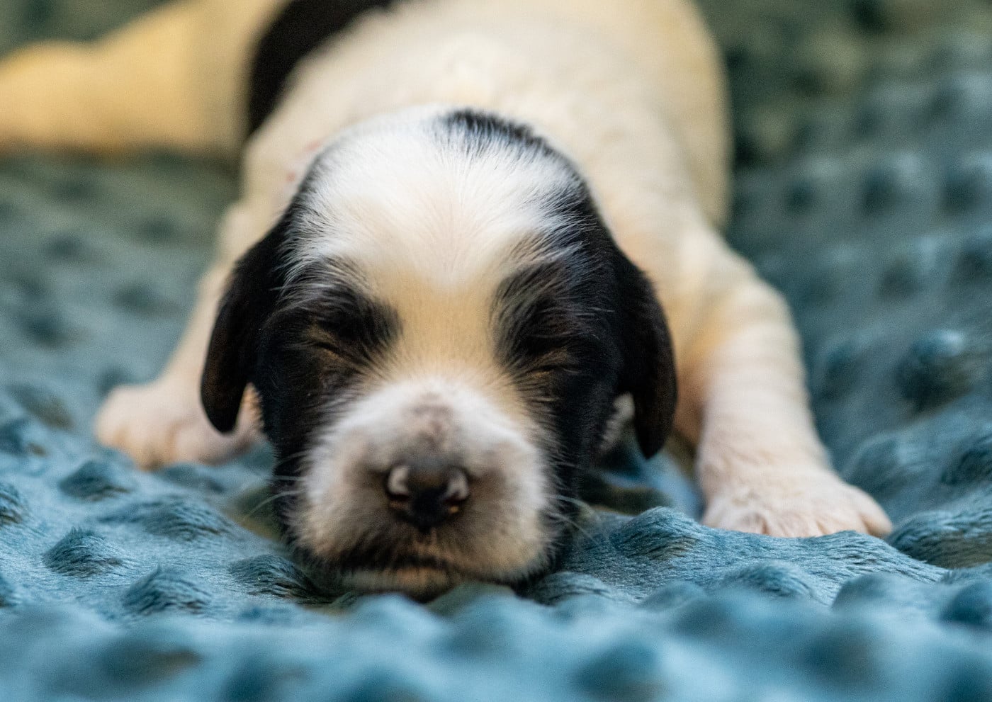 Chiot N°2