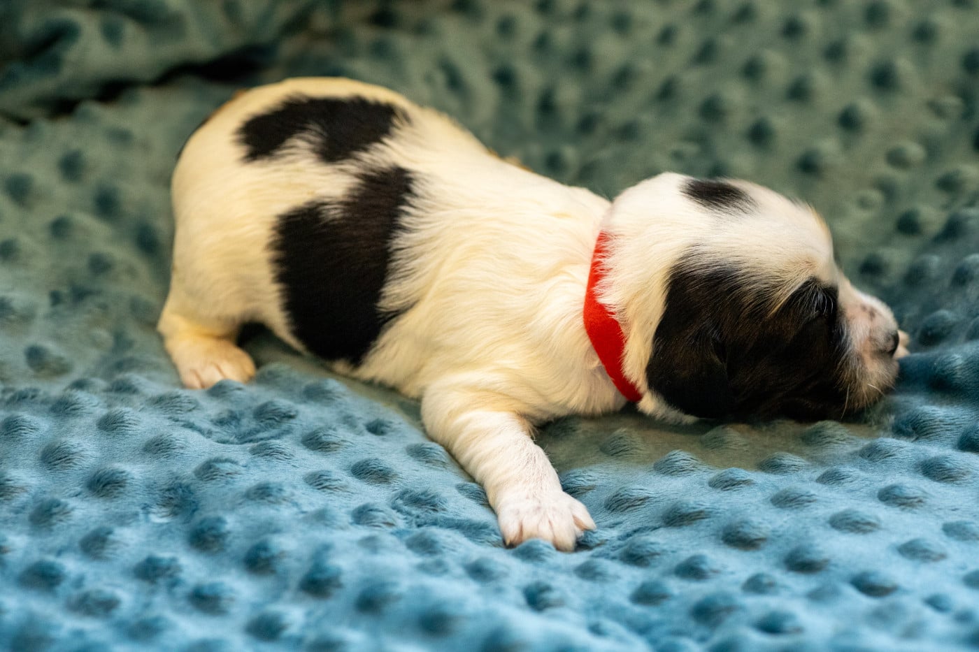 Chiot N°2