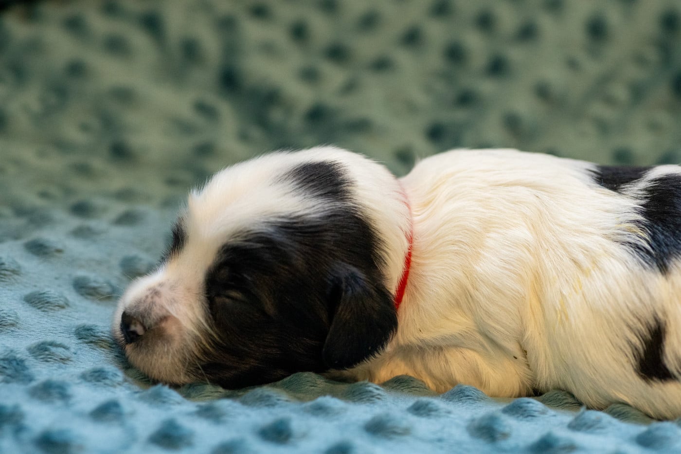 Chiot N°2