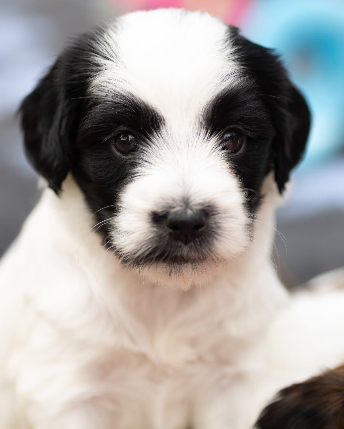 Chiot N°2