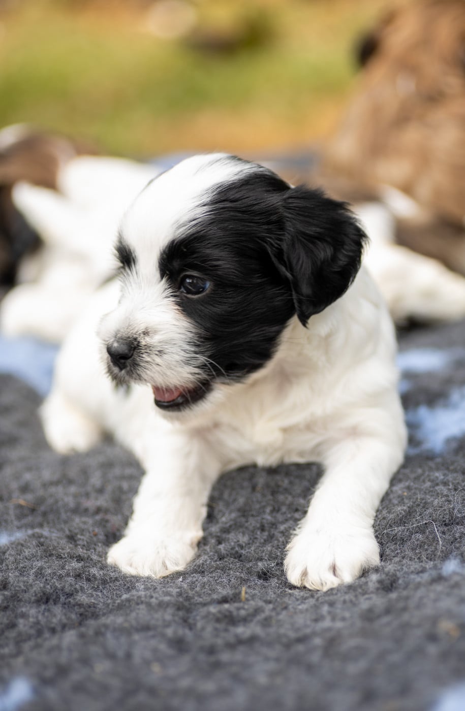 Chiot N°2