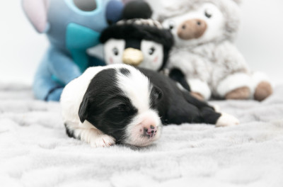 Les chiots de Terrier Tibetain