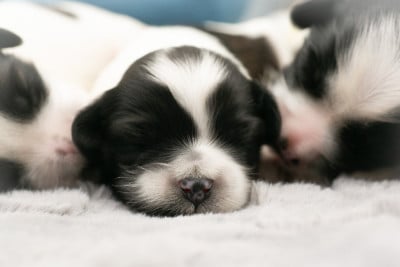 Les chiots de Terrier Tibetain