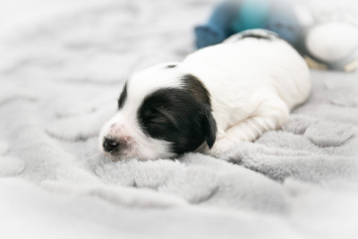 Les chiots de Terrier Tibetain