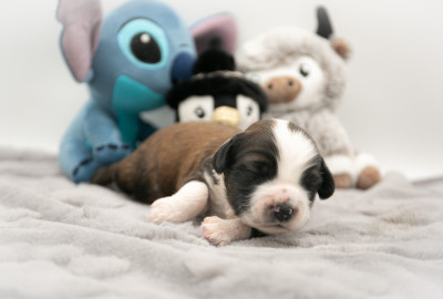 Les chiots de Terrier Tibetain