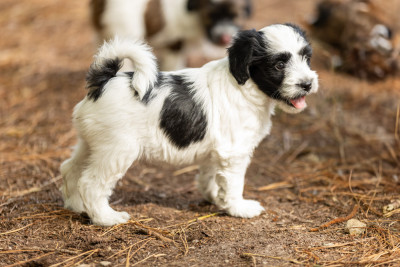 Les chiots de Terrier Tibetain