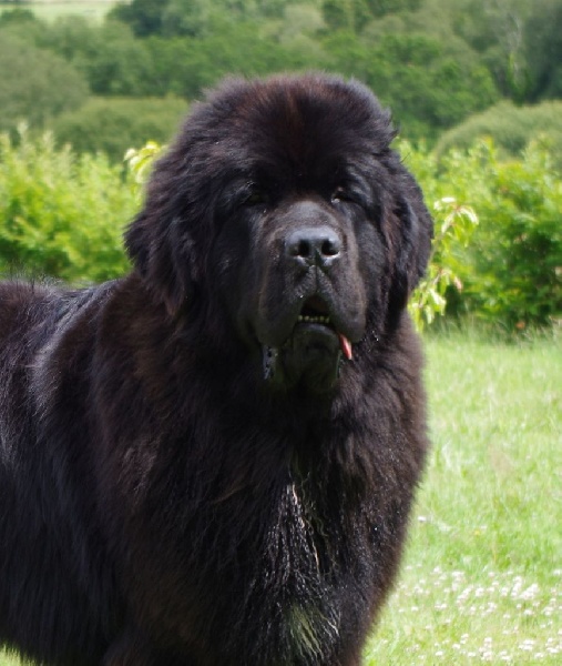 CH. I believe i can fly Du Golfe Des Nereïdes - 1er excellent en classe jeune mâle