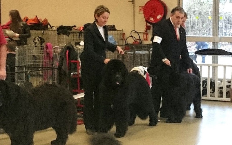 CH. I believe i can fly Du Golfe Des Nereïdes - CACS CACIB