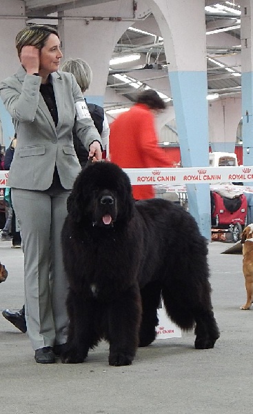 CH. I believe i can fly Du Golfe Des Nereïdes - CACS RCACIB