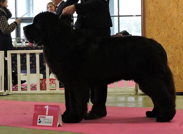 CH. I believe i can fly Du Golfe Des Nereïdes - 1er excellent meillleur jeune mâle Meilleur jeune du BOG jeune