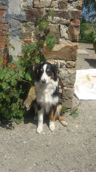 Publication : Du Royaume Des Quyinots