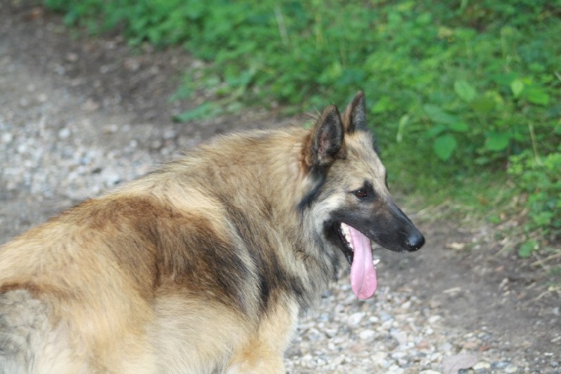 Publication : Du Grand Rêve Auteur : aurelie bren