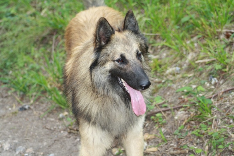 Publication : Du Grand Rêve Auteur : aurelie bren