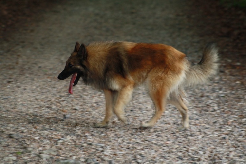 Publication : Du Grand Rêve Auteur : aurelie bren