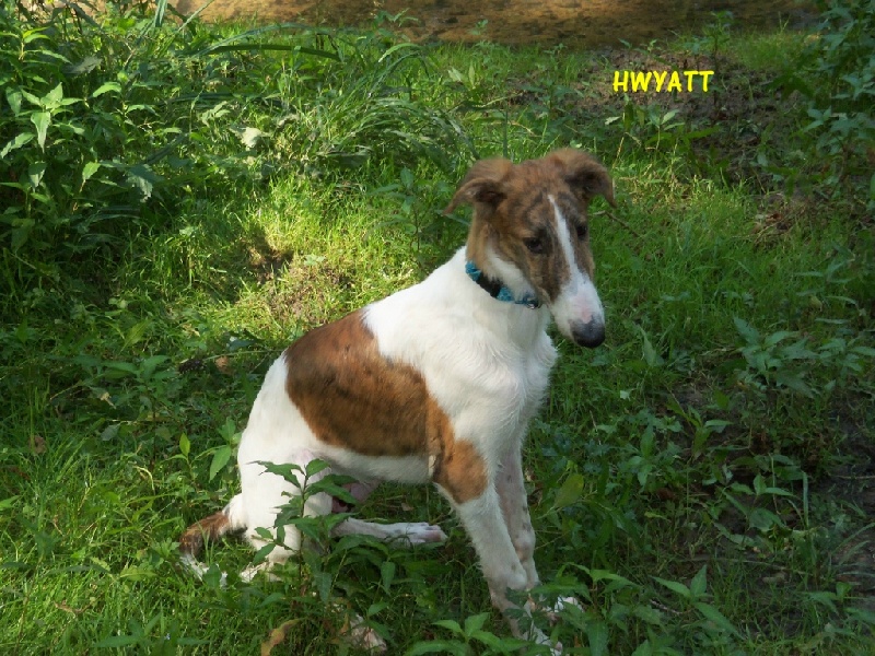 Hwyatt Des Fils De Boree