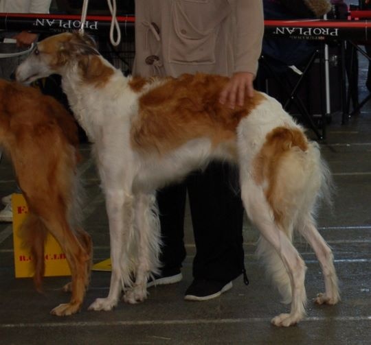 Leia dite austin Des Fils De Boree