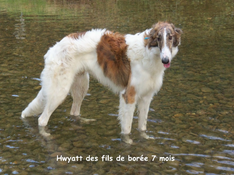 Hwyatt Des Fils De Boree